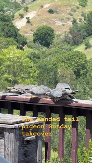 Sunday at the buffet#sundayfunday☀️